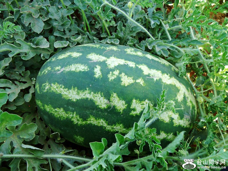 DSC_3364_conew1.JPG
