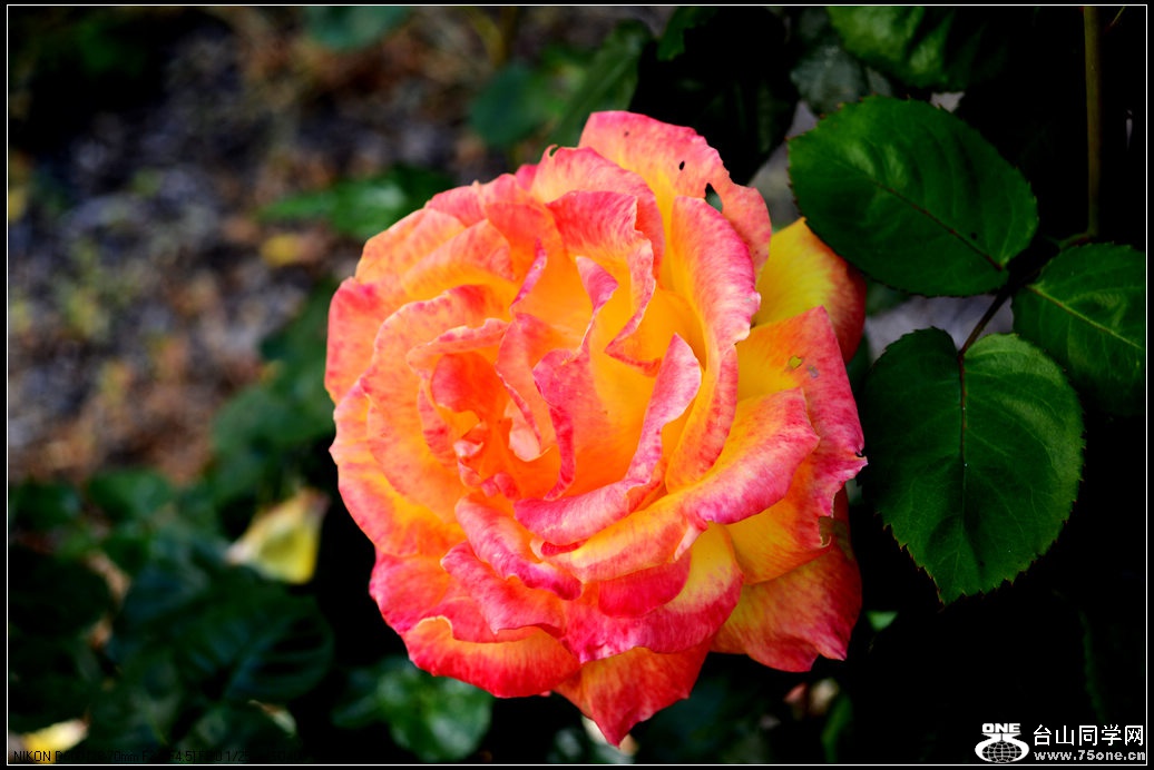 DSC_1001.jpg