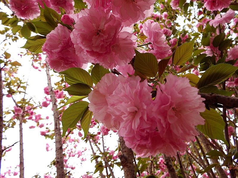 DSCF3624.jpg