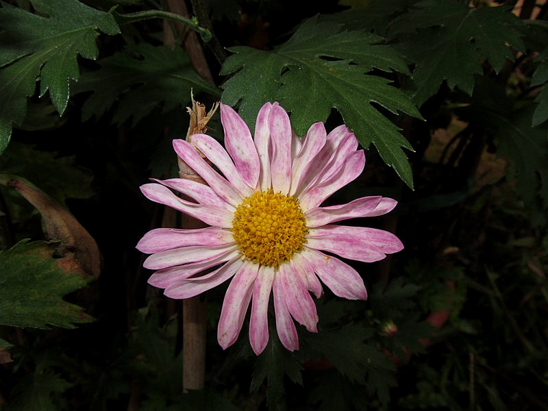 IMG_3833.jpg
