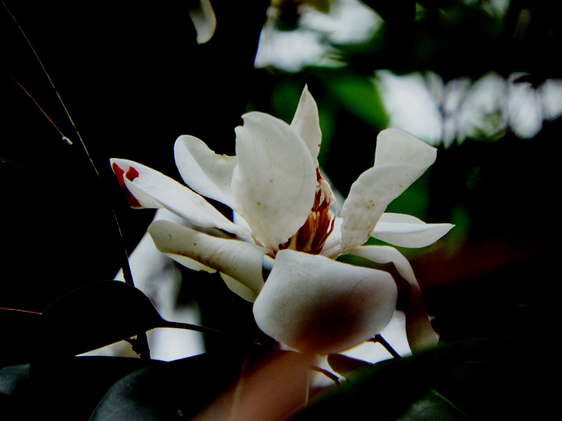 DSCF1674.JPG