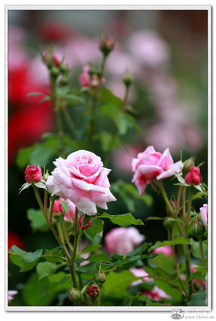 IMG_2839a.jpg