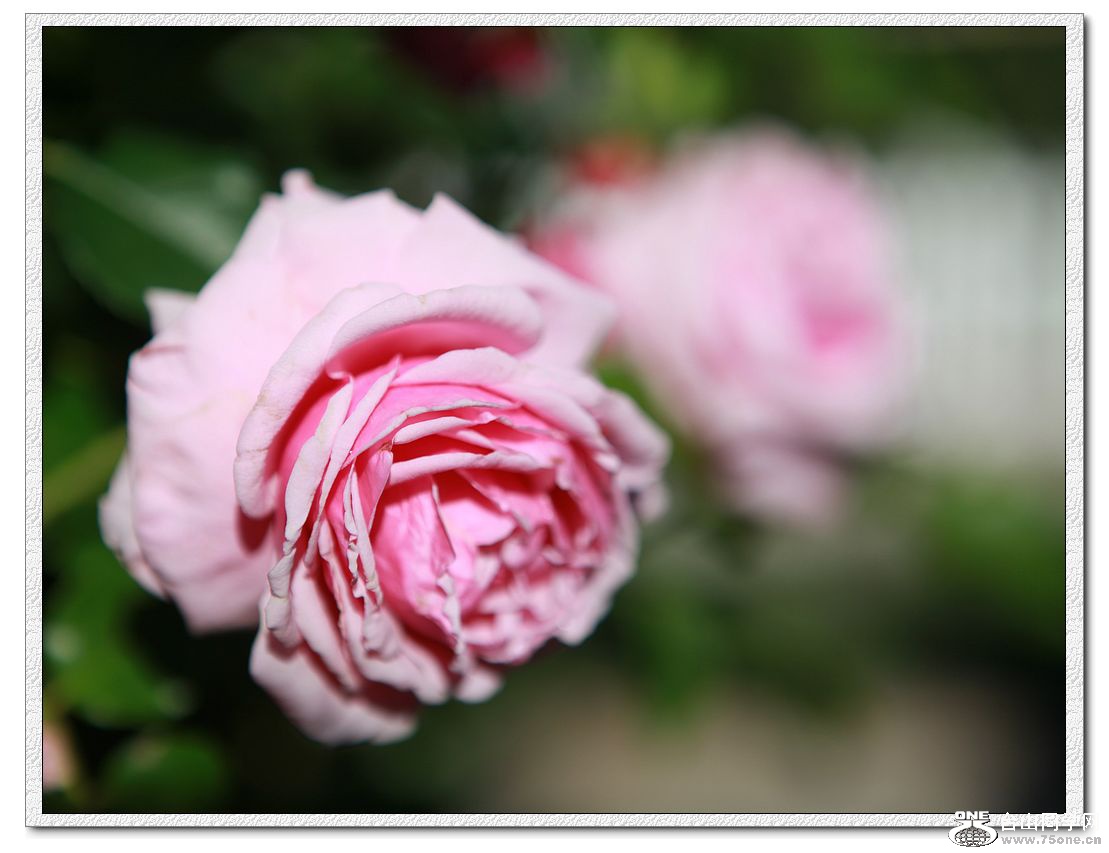 IMG_2945a.jpg
