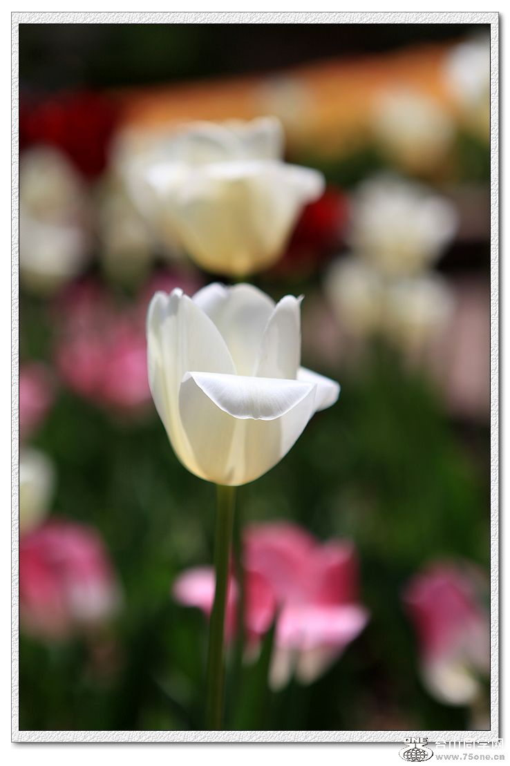 IMG_2004a.jpg