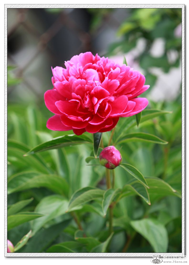 IMG_2847a.jpg