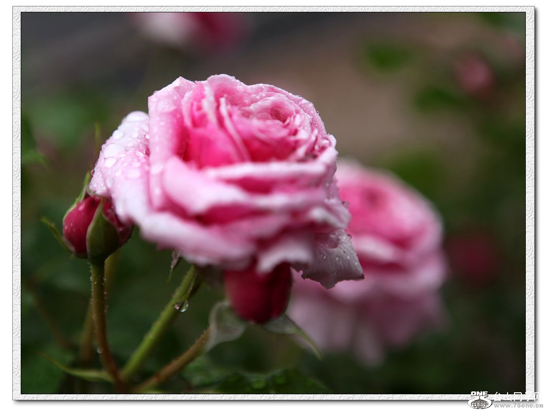 IMG_2820a.jpg