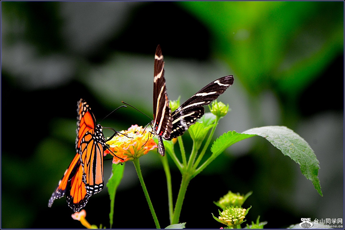DSC_5373-2_.jpg
