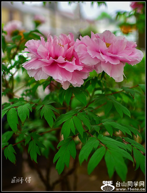 DSC_3821.jpg