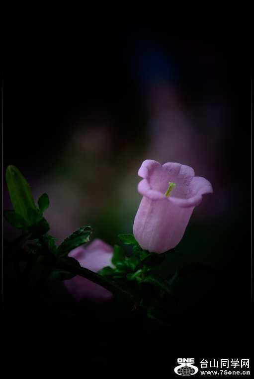DSC_6950.jpg