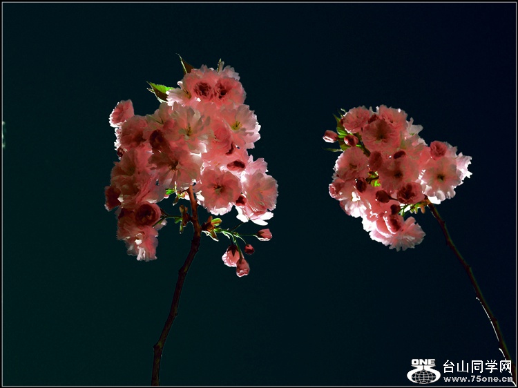 DSCN6690.jpg