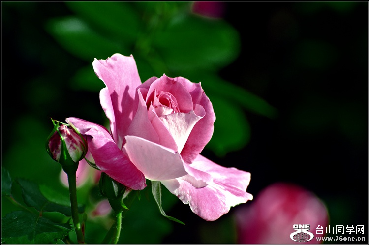 _DSC8160_.jpg