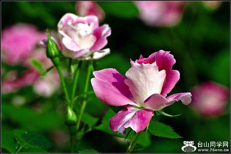 _DSC8166_.jpg
