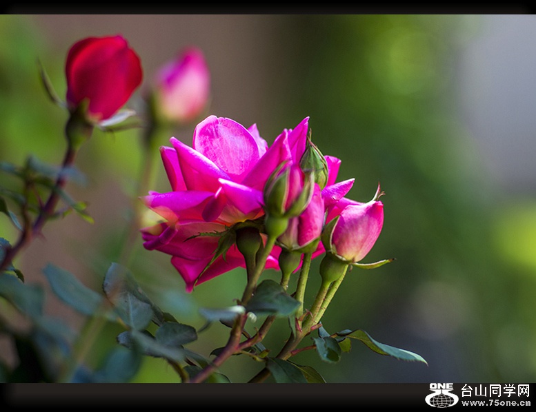 DSC_2566,.jpg