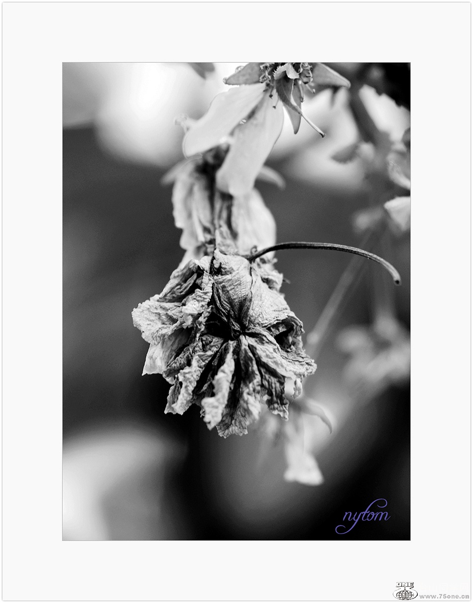 DSC_3230_.jpg