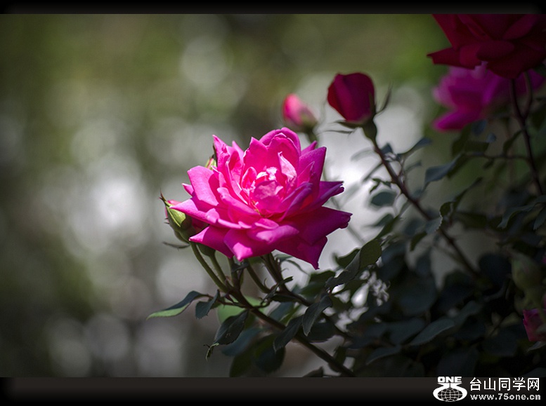 DSC_2575_.jpg