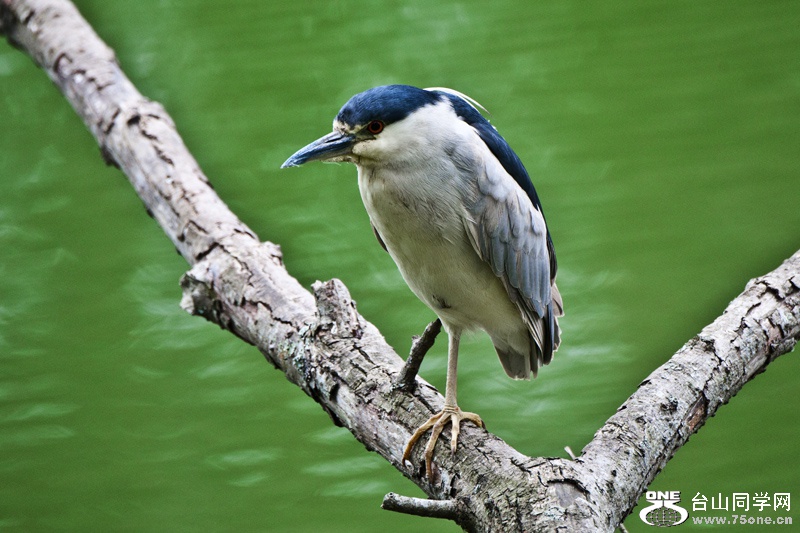 DSC_5218aa.jpg