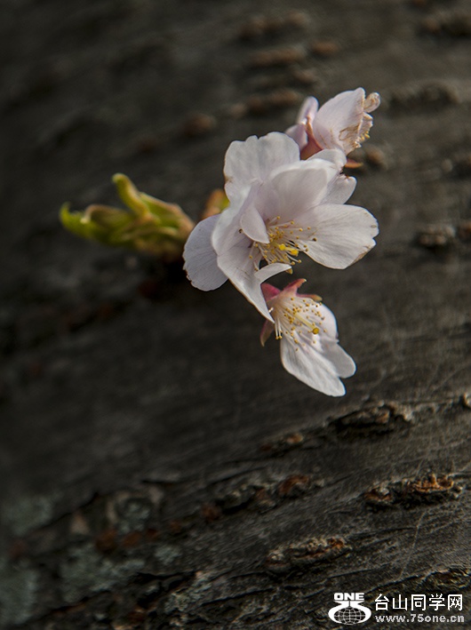 DSC_4505aa.jpg