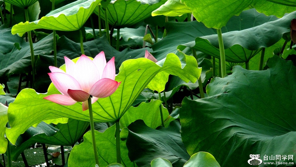 DSC01950__.jpg