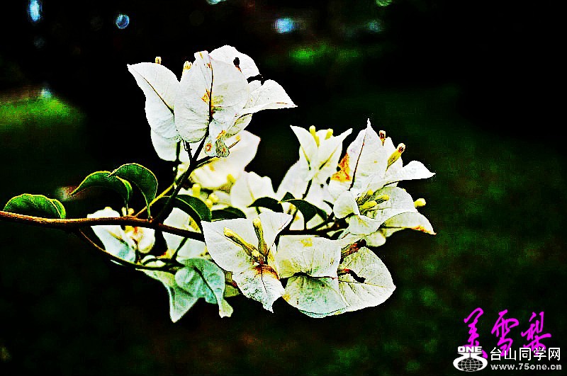 DSC_6849_conew1.jpg
