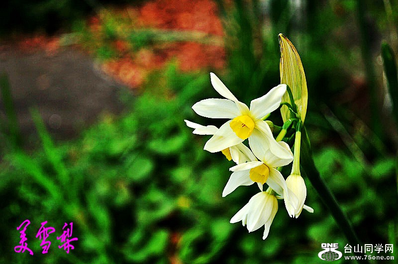 DSC_6848_conew1.jpg
