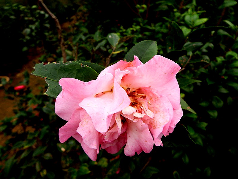 DSCF3842.jpg