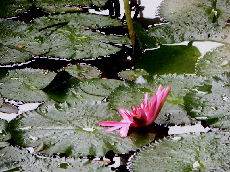 DSC_0021.jpg
