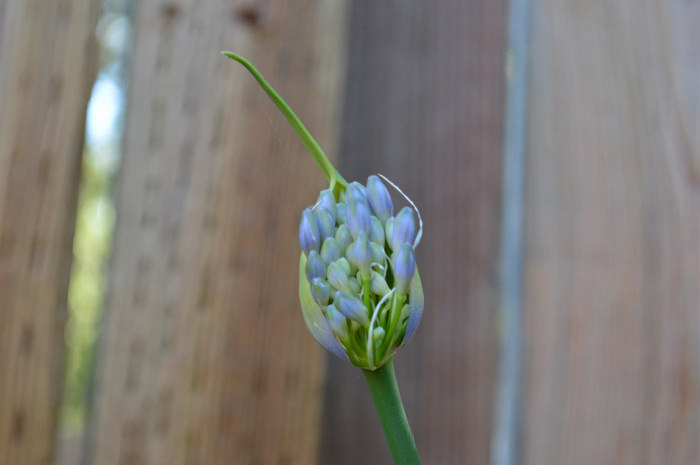 DSC_0786.jpg