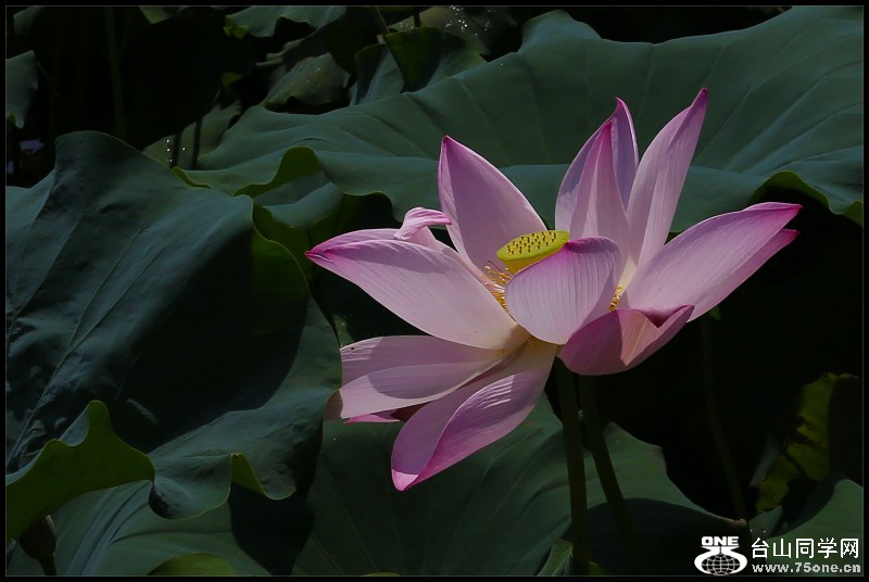 conew_img_0728.jpg