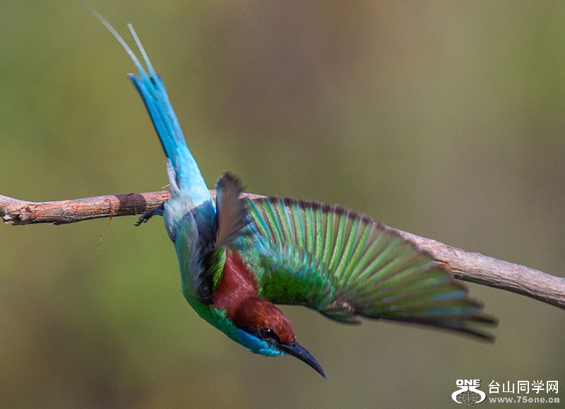 Bird060320151647a.jpg