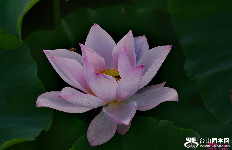 DSC_6111_dh_1.JPG