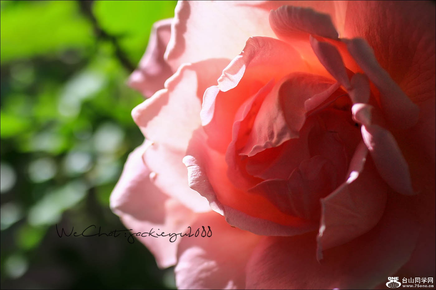 IMG_8539.jpg
