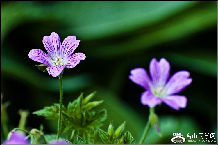 _DSC8225_.jpg