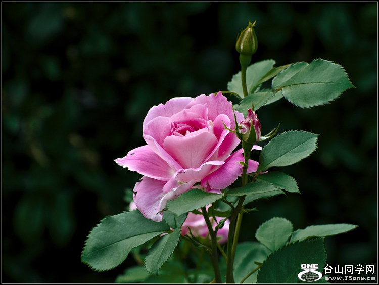_DSC8128_.jpg