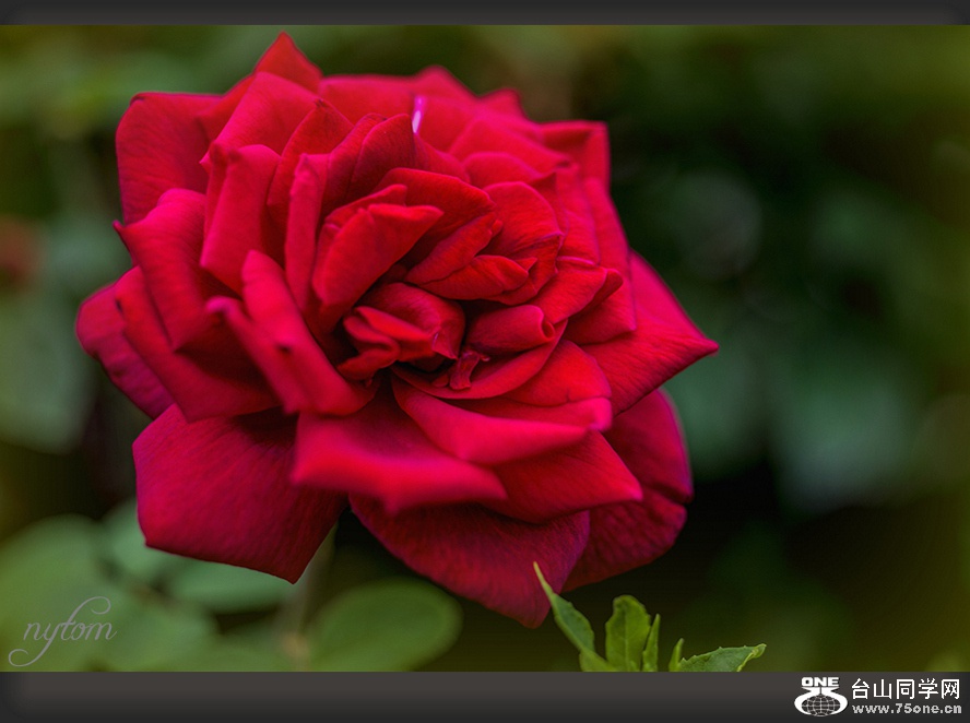 DSC_1975_.jpg