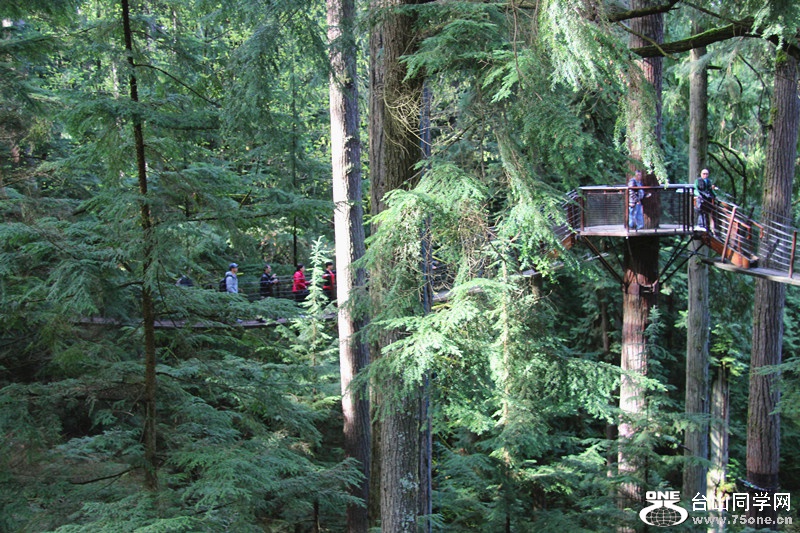 ���� 115_����.jpg