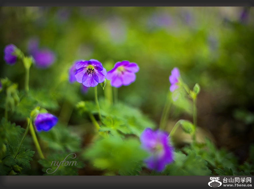 DSC_8052_.jpg