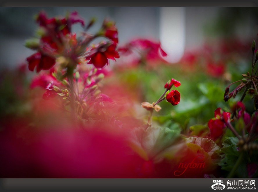 DSC_8066_.jpg