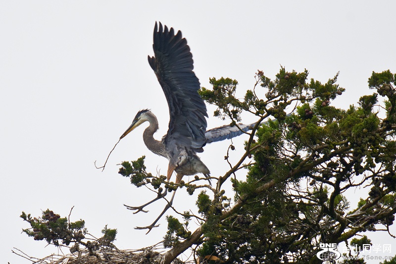 DSC_5274aa.jpg