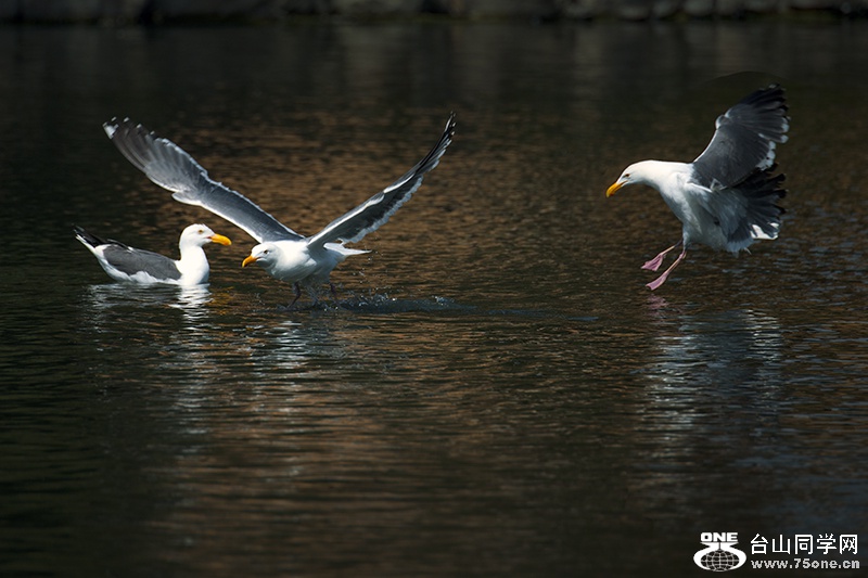 DSC_6549aa.jpg