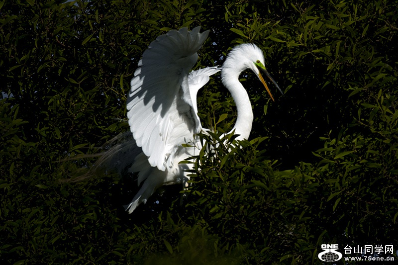 DSC_0458aa.jpg