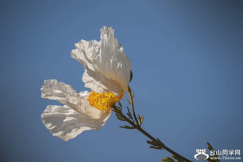 DSC_6739aa.jpg