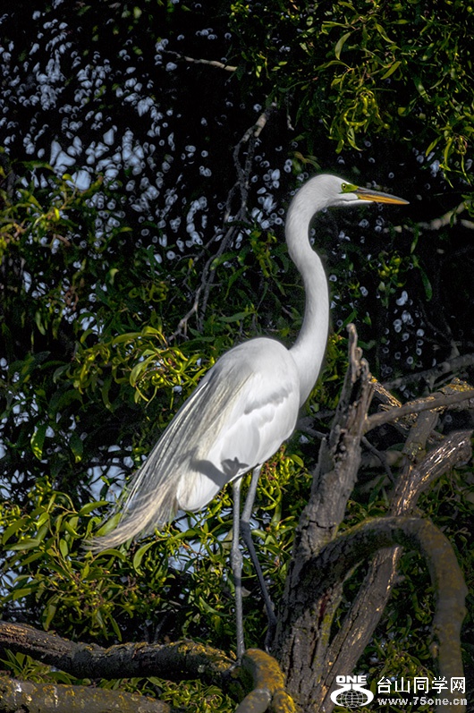 DSC_0450aa.jpg