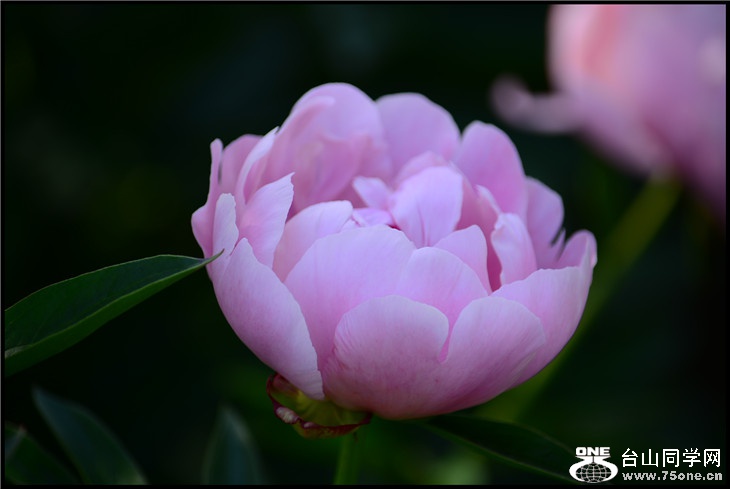 DSC_2320.jpg