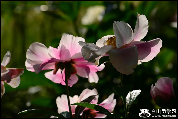 DSC_2338.jpg