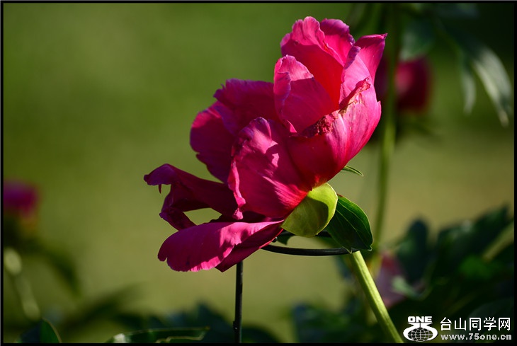 DSC_2395.jpg