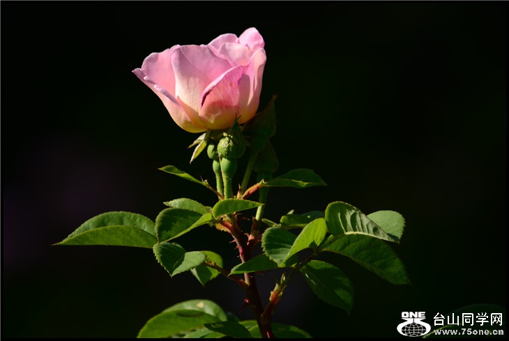 DSC_2364.jpg