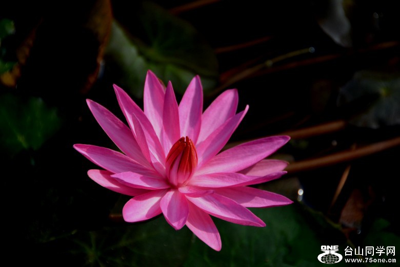 DSC_7367_conew1.jpg