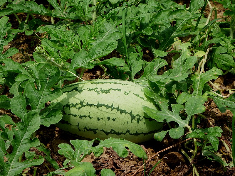 DSCF5924.JPG