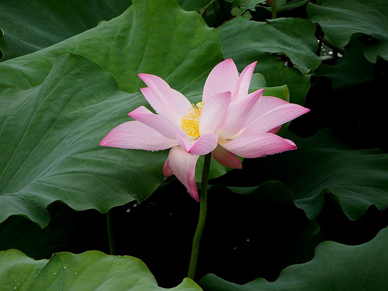 DSC_103.jpg