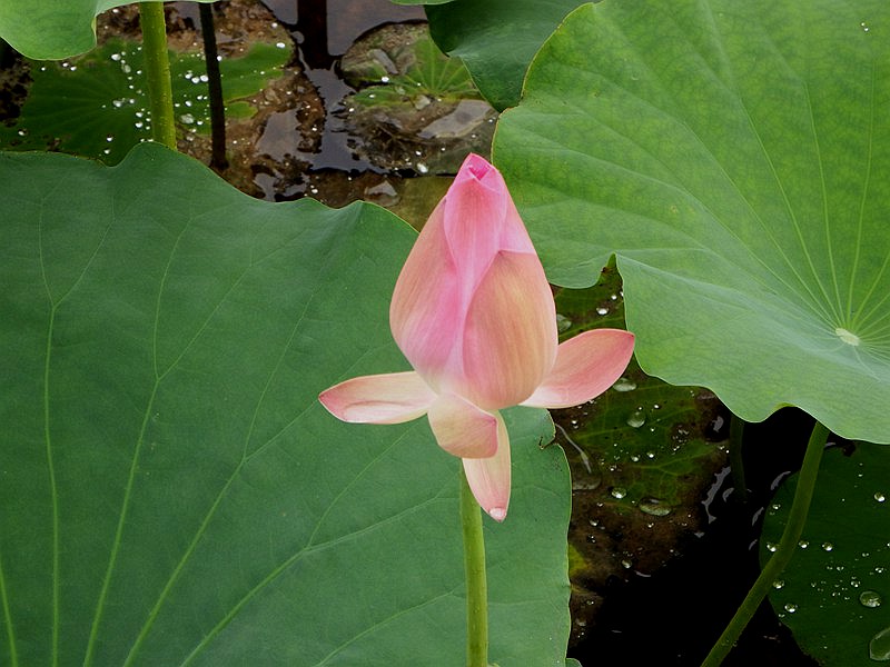 DSC_107.jpg